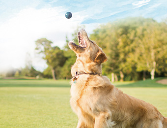 Freeze Dried Dog Food