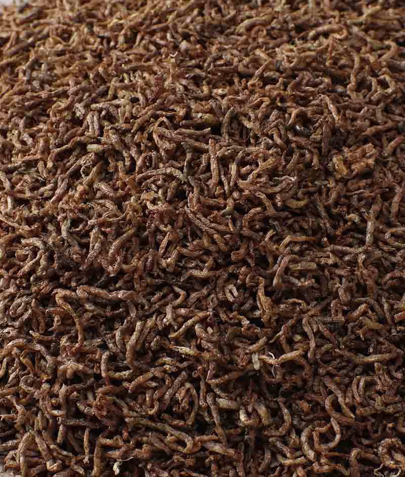 Freeze Dried Bloodworms