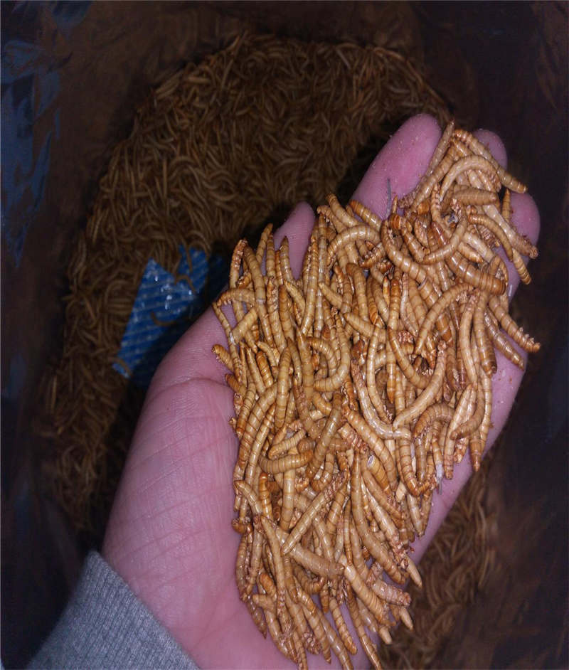 freeze dried mealworm 2