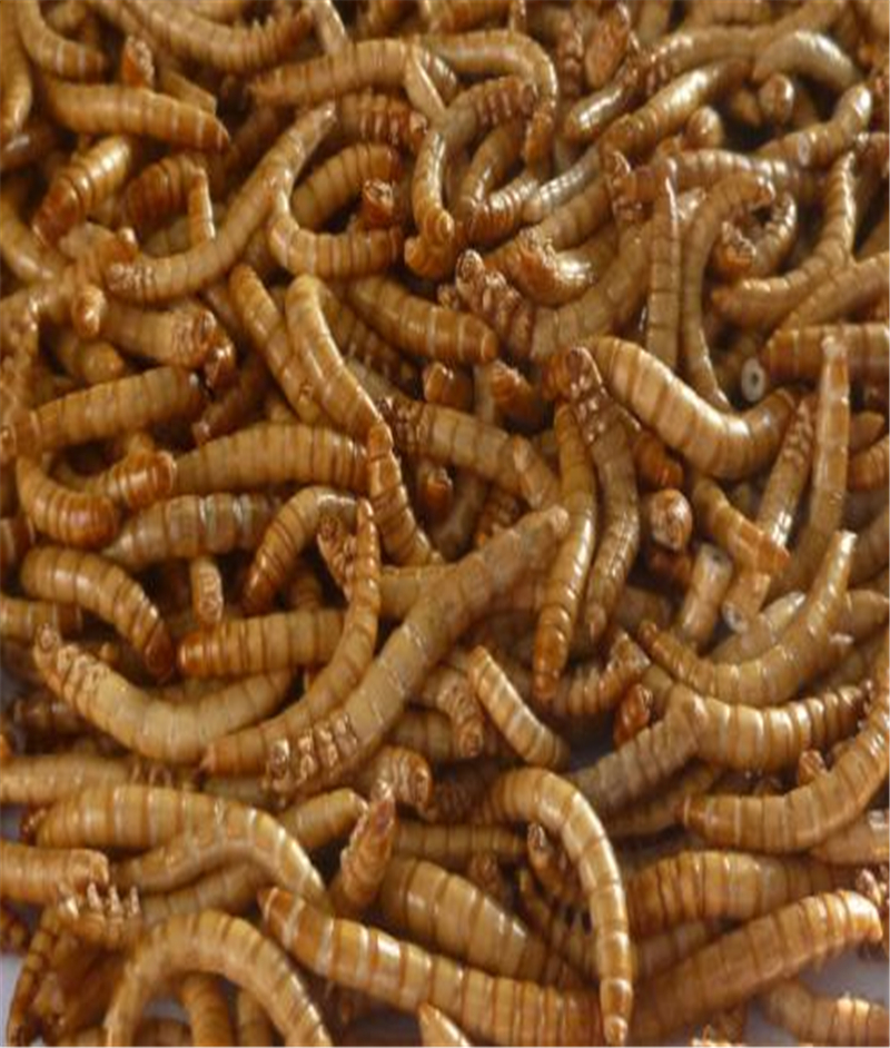 freeze dried mealworm 3