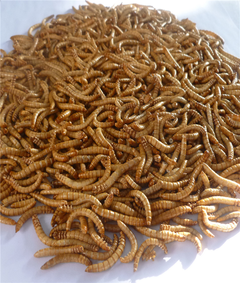 freeze dried mealworm 4