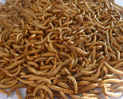 Freeze Dried Mealworm