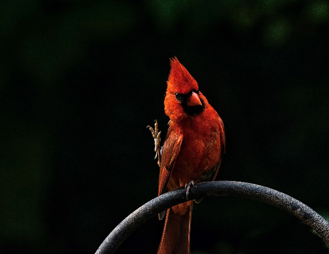 Freeze Dried Bird Food