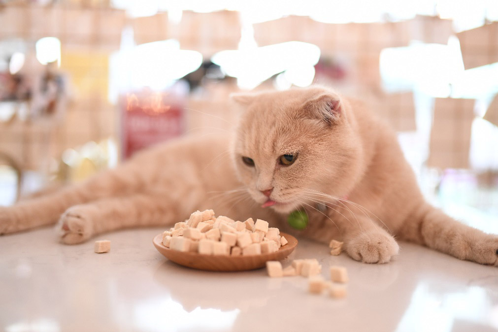 Freeze Dried Kittten Treats