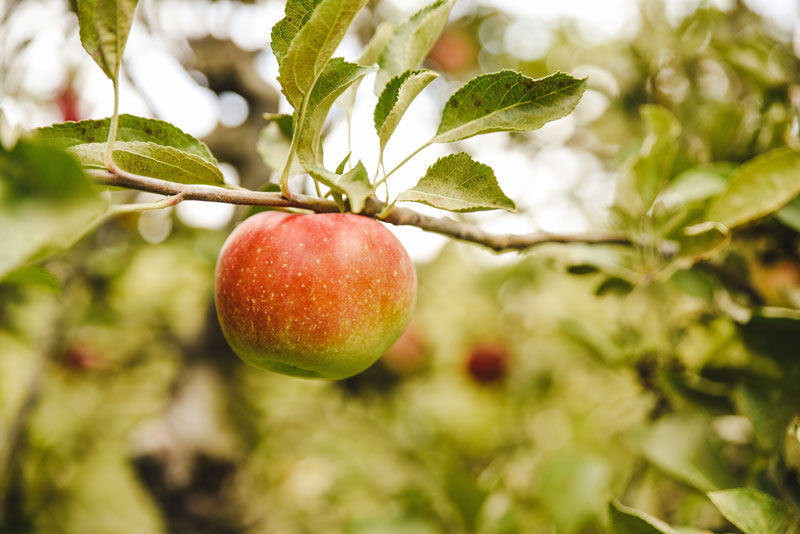 Fruits